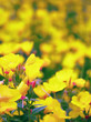 Oenothera