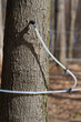Modern maple sap tap Modern maple sap tap
