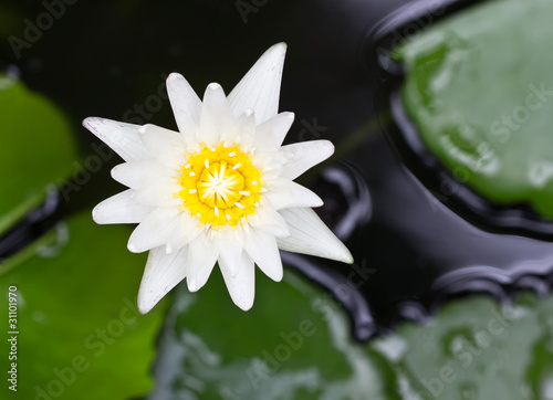 Photo: lotus lotus