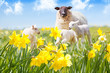 Ewe with triplet lambs amongst daffodils