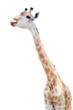 female long neck giraffe isolated on white