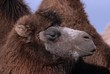Bactrian Camel