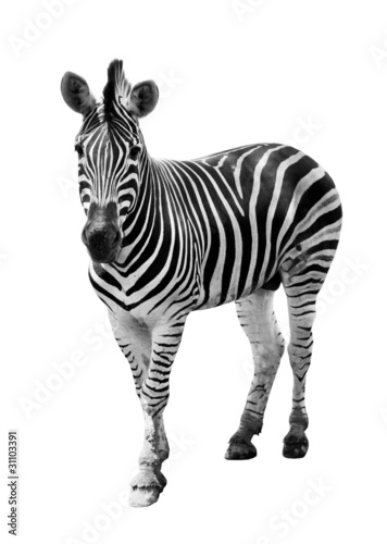 Photo: Zoo single burchell zebra isolated on white background Zoo single burchell zebra isolated on white background