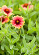 Texas wildflower Indian Blanket with insect Texas wildflower Indian Blanket with insect