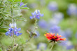 Indian Blanket and Bluebonnet Texas wildflowers Indian Blanket and Bluebonnet Texas wildflowers