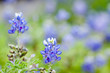 Texas Bluebonnet against a field of bluebonnets Texas Bluebonnet against a field of bluebonnets