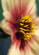 Moonfire dahlia, extreme close-up