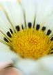 Aster, Zulu Prince
