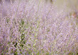 Flowering sage