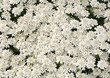 Evergreen candytuft (Iberis sempervirens)