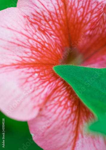 Photo: Petunia Petunia