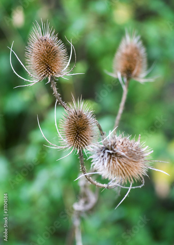 Photo: Thistles Thistles