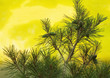 Pine branch