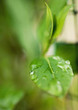Drops of water on leaf, extreme close-up
