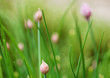 Budding chives
