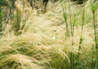 Butterfly in tall grasses