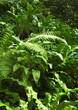Ferns