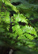 Ferns