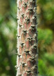 Fuzzy plant stalk