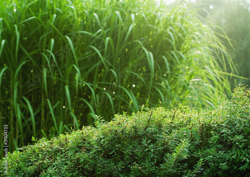 Photo: Vegetation Vegetation
