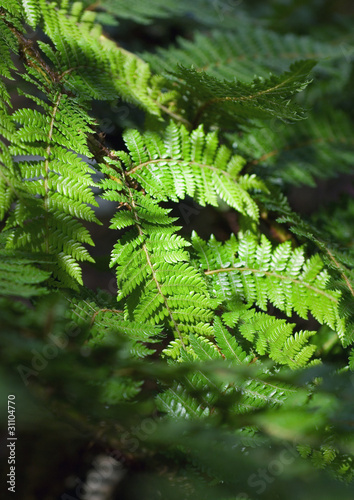 Photo: Ferns Ferns