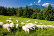 sheep herd, Mala Fatra, Slovakia