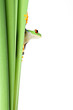 Photo: frog on plant vertical border isolated on white frog on plant vertical border isolated on white