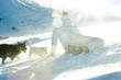 Teenage girl crouching in snow with two dogs, rear view