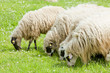 sheep on meadow, Bosnia and Hercegovina