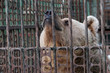 One unhappy bear in bondage
