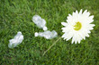 Flower growing next to discarded water bottles, high angle view