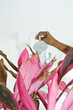 Person watering plant, cropped view of hand