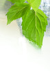 Green leaves and bubbles, close-up