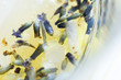 Lavender buds floating in liquid, close-up