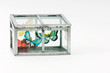 Fake butterflies inside closed glass box