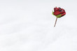 Rose in snow