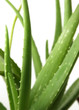 aloe