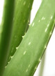 aloe