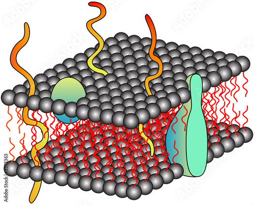 cell membrane model. Structure of cell membrane