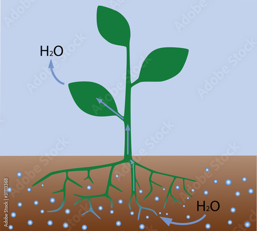 Vector: Transpiration in plants (scheme) Transpiration in plants (scheme)