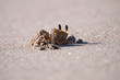 Crabe