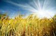 campo de trigo y sol