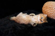 Fhénix Des Persans De Fannie, chaton persan golden de 8 sem