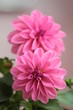 dahlia