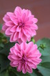 dahlia