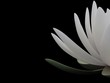 3d lotus 3d lotus
