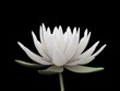 3d lotus 3d lotus