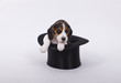 Beagle wünscht gutes neues Jahr