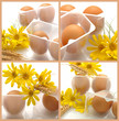 Bio eggs - Uova biologiche