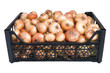 the box of bright fresh yellow onions